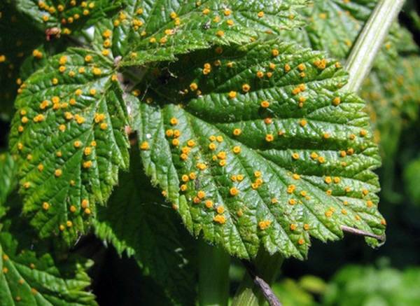 Blackberry diseases