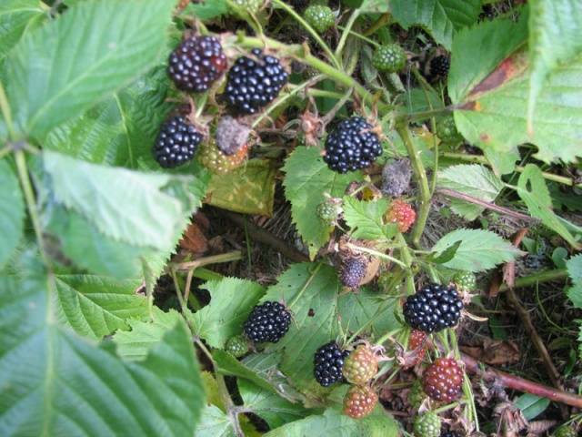 Blackberry diseases