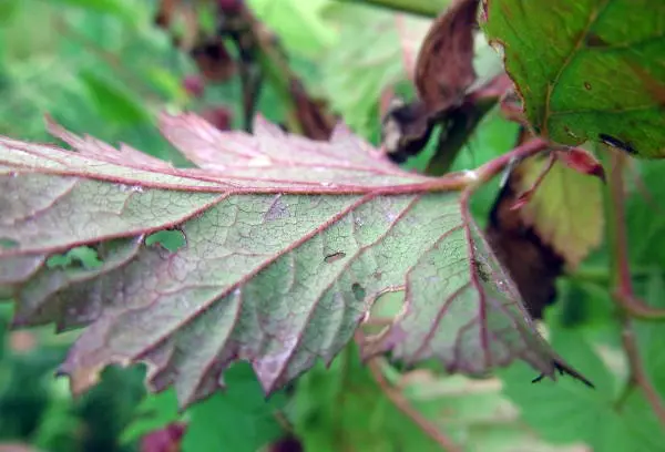 Blackberry diseases: characteristics, description and control