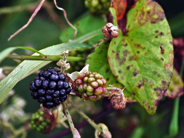 Blackberry diseases: characteristics, description and control