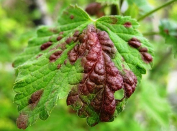 Blackberry diseases: characteristics, description and control