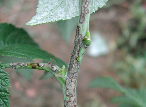 Blackberry diseases: characteristics, description and control