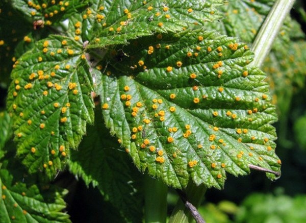 Blackberry diseases: characteristics, description and control