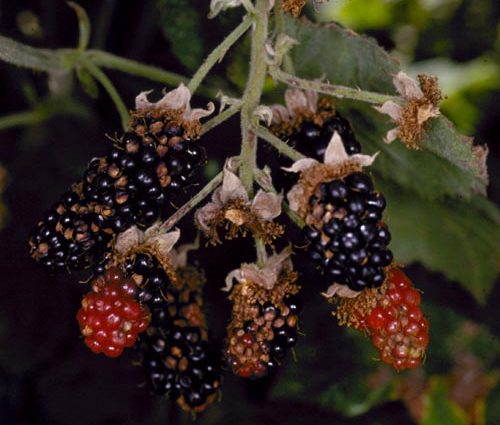 Blackberry diseases: characteristics, description and control