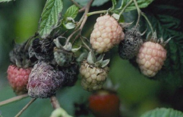 Blackberry diseases: characteristics, description and control