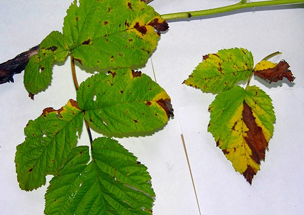 Blackberry diseases: characteristics, description and control