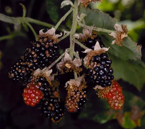 Blackberry diseases: characteristics, description and control