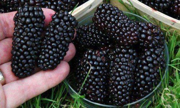 Blackberry Giant &#8211; myth or reality