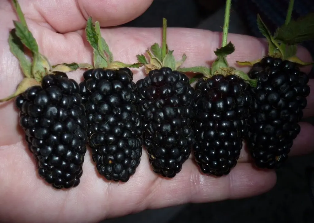 Blackberry Giant: cultivation rules, harvesting and storage of crops, preparing bushes for winter