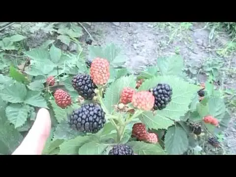 Blackberry Giant: cultivation rules, harvesting and storage of crops, preparing bushes for winter