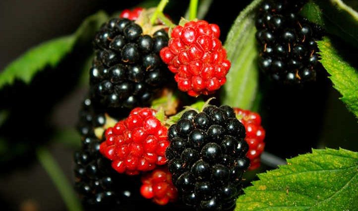 Blackberry Giant: cultivation rules, harvesting and storage of crops, preparing bushes for winter