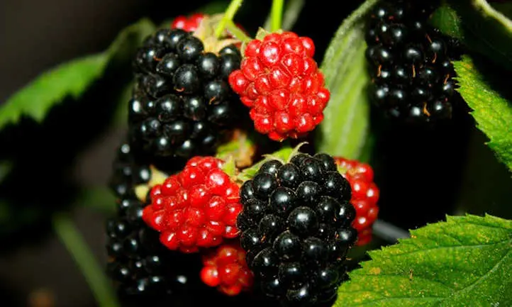 Blackberry Giant: cultivation rules, harvesting and storage of crops, preparing bushes for winter