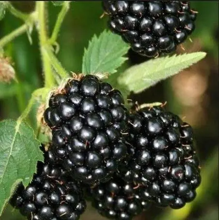 Blackberry Helena