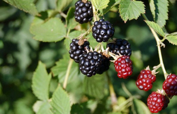 Blackberry in Siberia: planting, care and yield