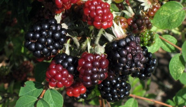 Blackberry in Siberia: planting, care and yield