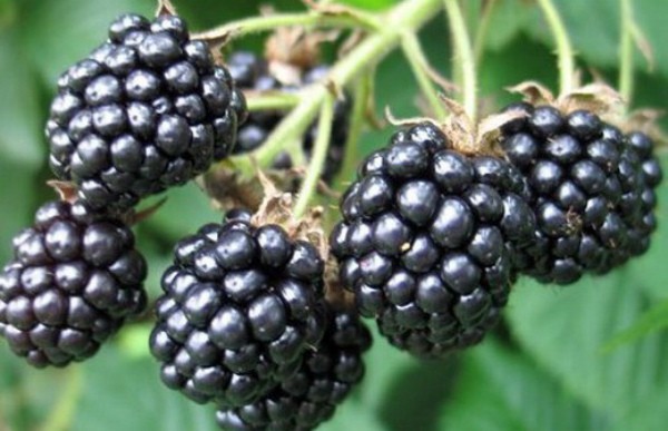 Blackberry in Siberia: planting, care and yield