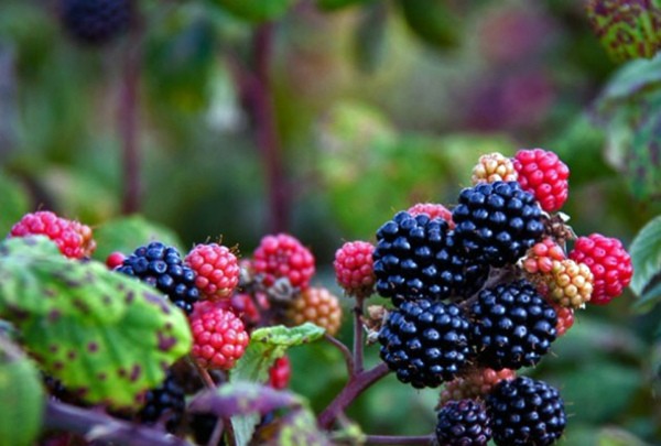 Blackberry in Siberia: planting, care and yield