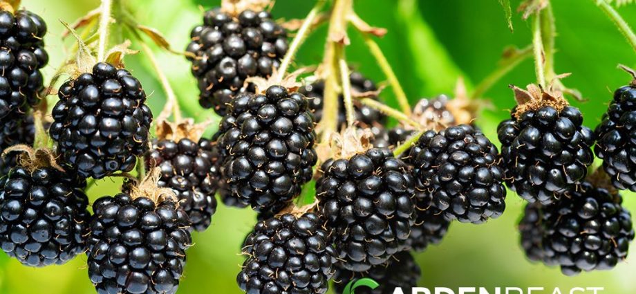 Blackberry in Siberia: planting, care and yield