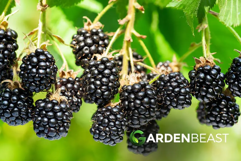 Blackberry in Siberia: planting, care and yield