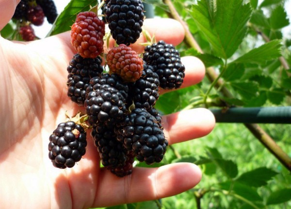 Blackberry in the Moscow region: planting, care and cultivation