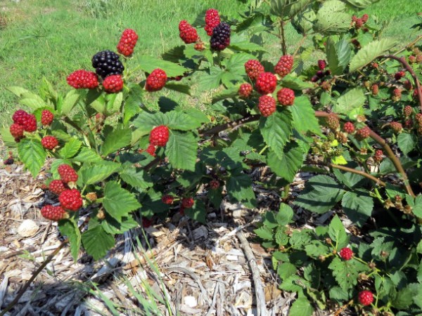 Blackberry in the Moscow region: planting, care and cultivation