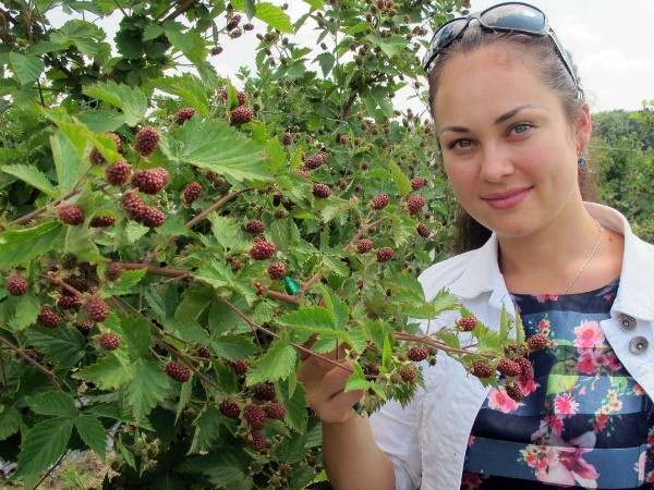 Blackberry in the Moscow region: planting, care and cultivation