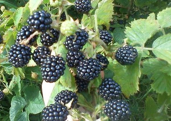 Blackberry in the Moscow region: planting, care and cultivation