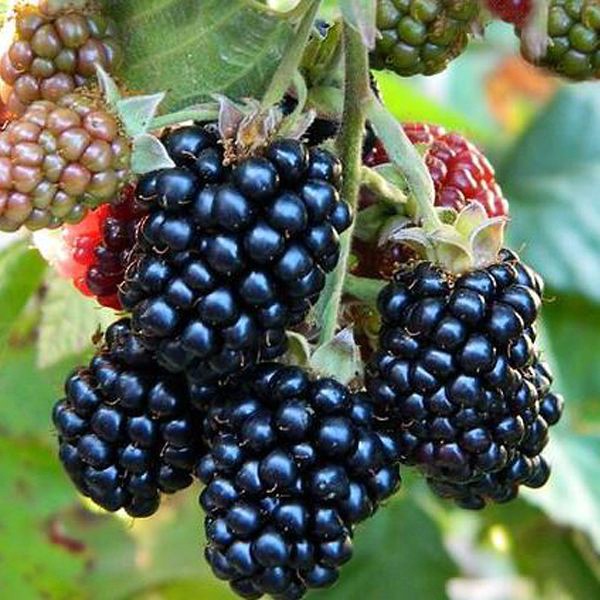 Blackberry Jumbo - one of the most popular varieties of French breeding