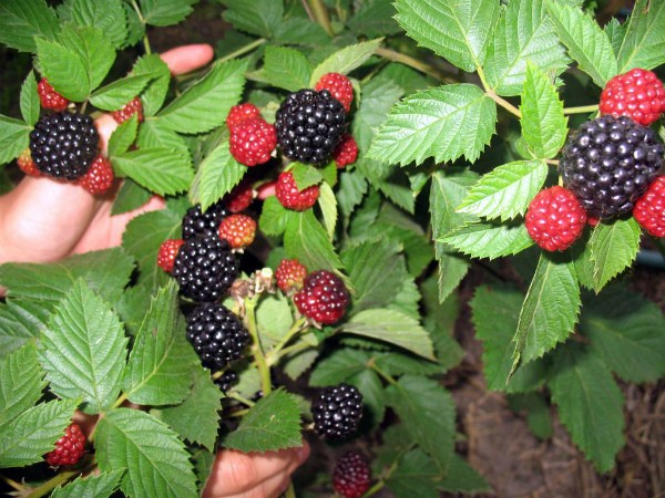 Blackberry Jumbo - one of the most popular varieties of French breeding