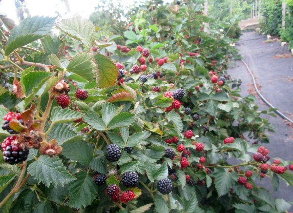 Blackberry Jumbo - one of the most popular varieties of French breeding