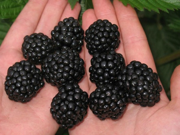 Blackberry Jumbo - one of the most popular varieties of French breeding