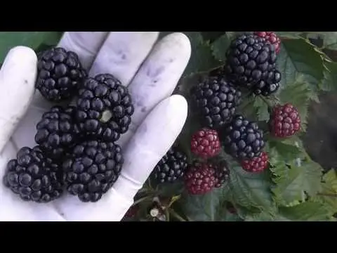 Blackberry Jumbo - one of the most popular varieties of French breeding