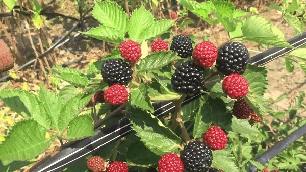 Blackberry Jumbo