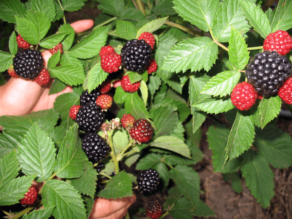 Blackberry Jumbo