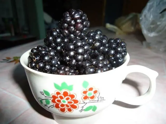 Blackberry Jumbo