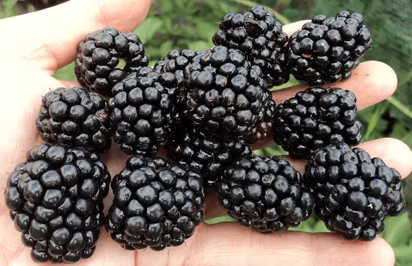 Blackberry Jumbo