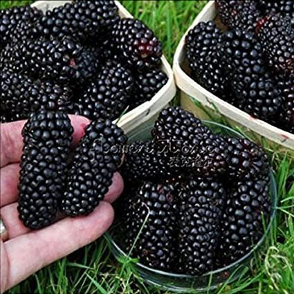 Blackberry Jumbo