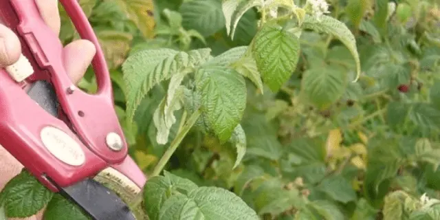 Blackberry Jumbo