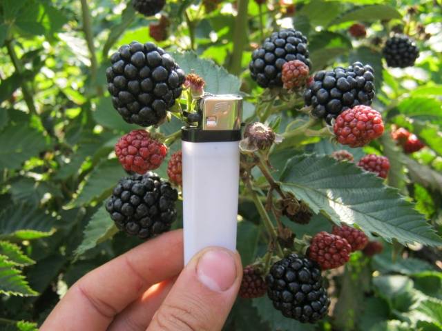 Blackberry Jumbo