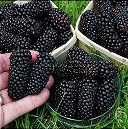 Blackberry Jumbo