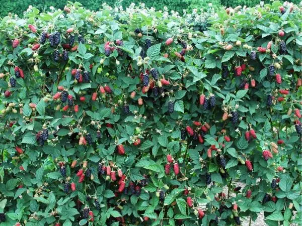 Blackberry Karaka Black - a hybrid variety with large fruits