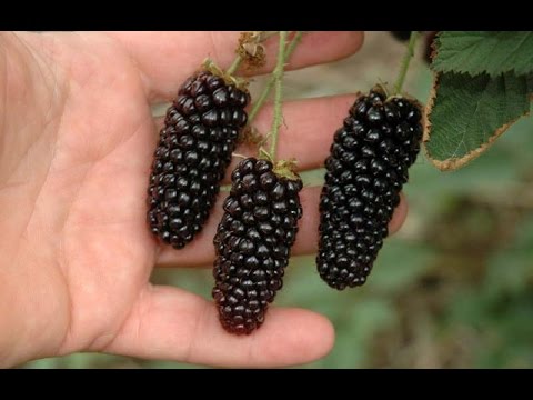 Blackberry Karaka Black - a hybrid variety with large fruits