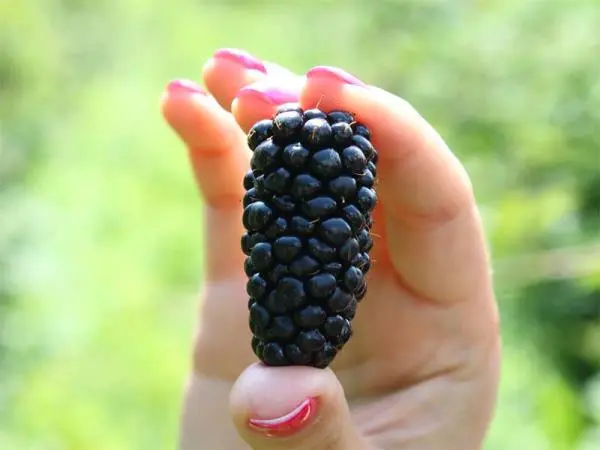 Blackberry Karaka Black - a hybrid variety with large fruits