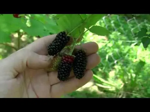 Blackberry Karaka Black - a hybrid variety with large fruits