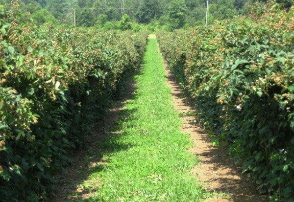 Blackberry Karaka Black - a hybrid variety with large fruits