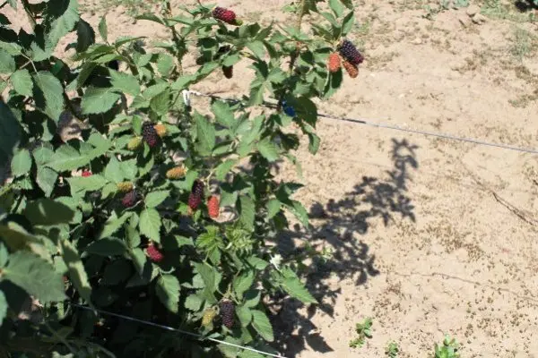 Blackberry Karaka Black - a hybrid variety with large fruits