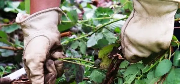 Blackberry Karaka Black - a hybrid variety with large fruits