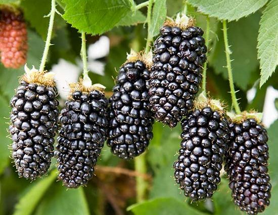 Blackberry Karaka Black &#8211; a hybrid variety with large fruits