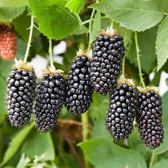 Blackberry Karaka Black &#8211; a hybrid variety with large fruits