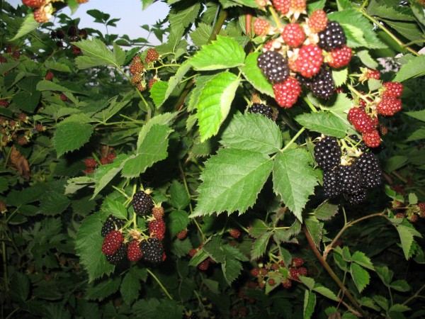 Blackberry Kiowa - a gift for those who love a large tasty berry